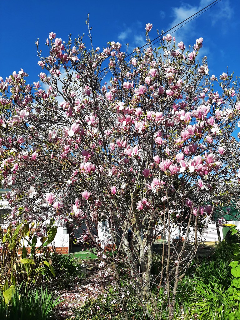 Adelaide. Kingswood. Magnolia soulangeana flowering in mid… Flickr