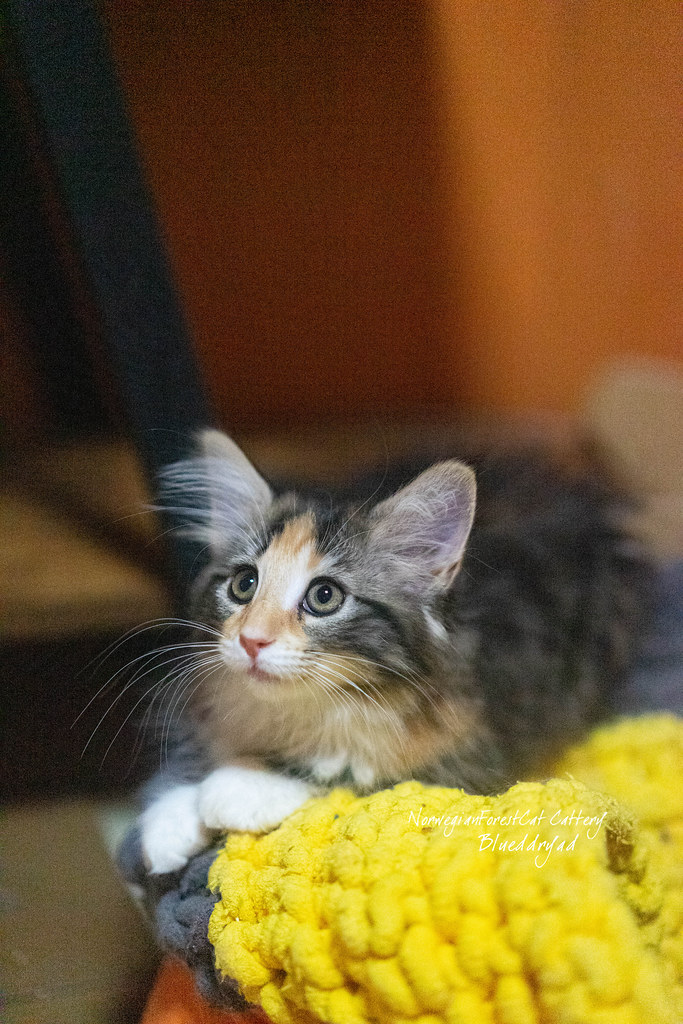 M5212 Bluedryad Norwegian Forest Cats Flickr
