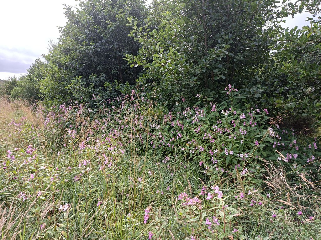 Balsam bash Featherstone Tyne Rivers Trust Flickr