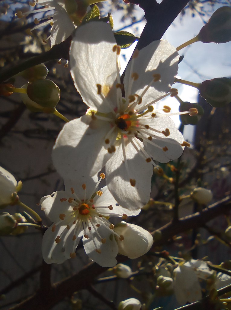 IMG_20220804_135900 Ignacio Zárate Flickr