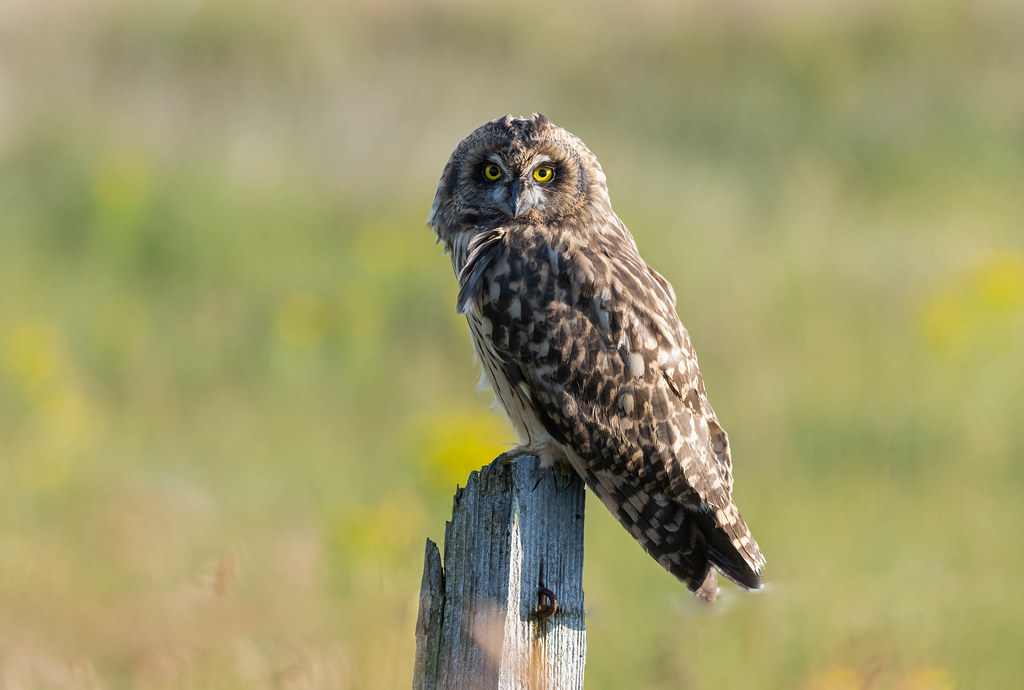 Short Eared Owl (juvenile) Scotland Gary Clarke Flickr