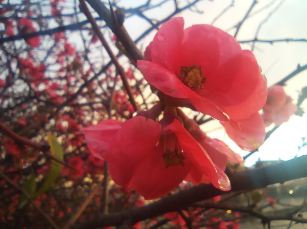 IMG_20220712_172812 Ignacio Zárate Flickr