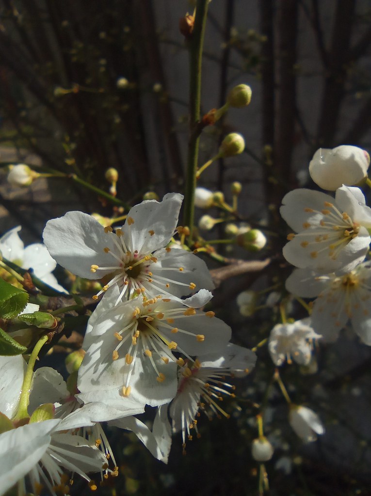 IMG_20220804_135816 Ignacio Zárate Flickr