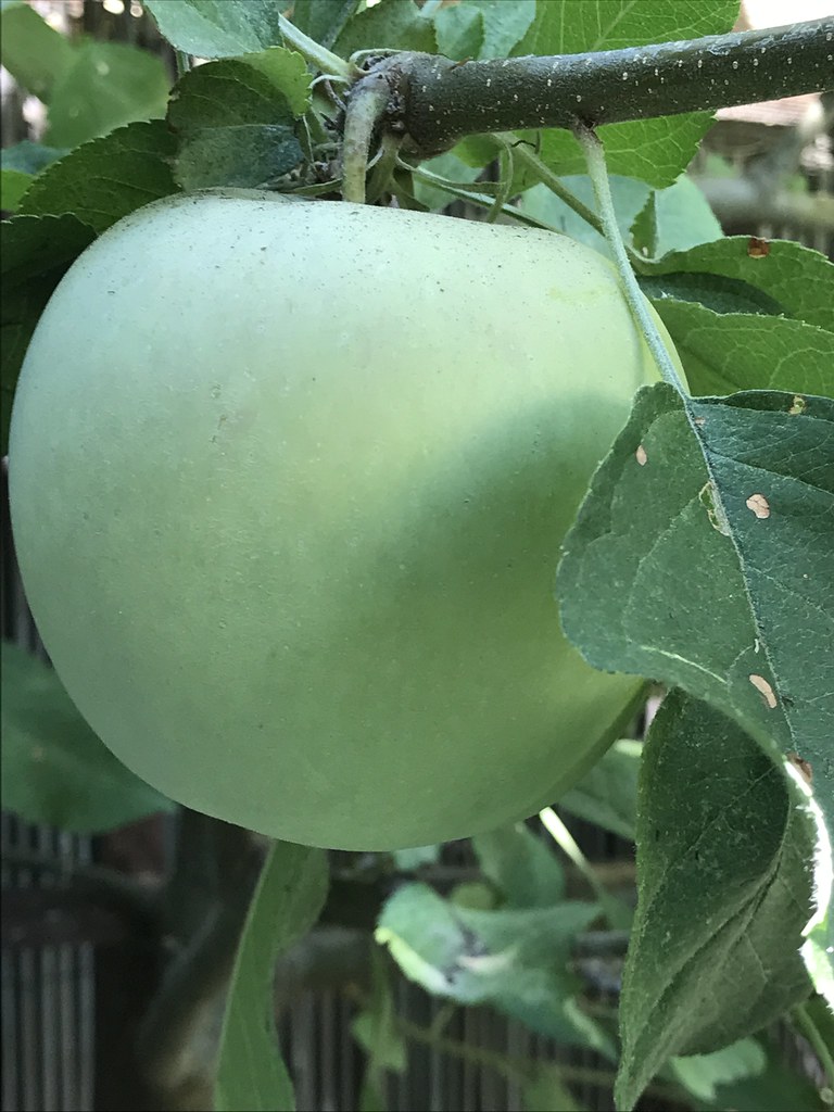 Only One Fuji On my espaliered Apple tree. Now If I can ju… Flickr
