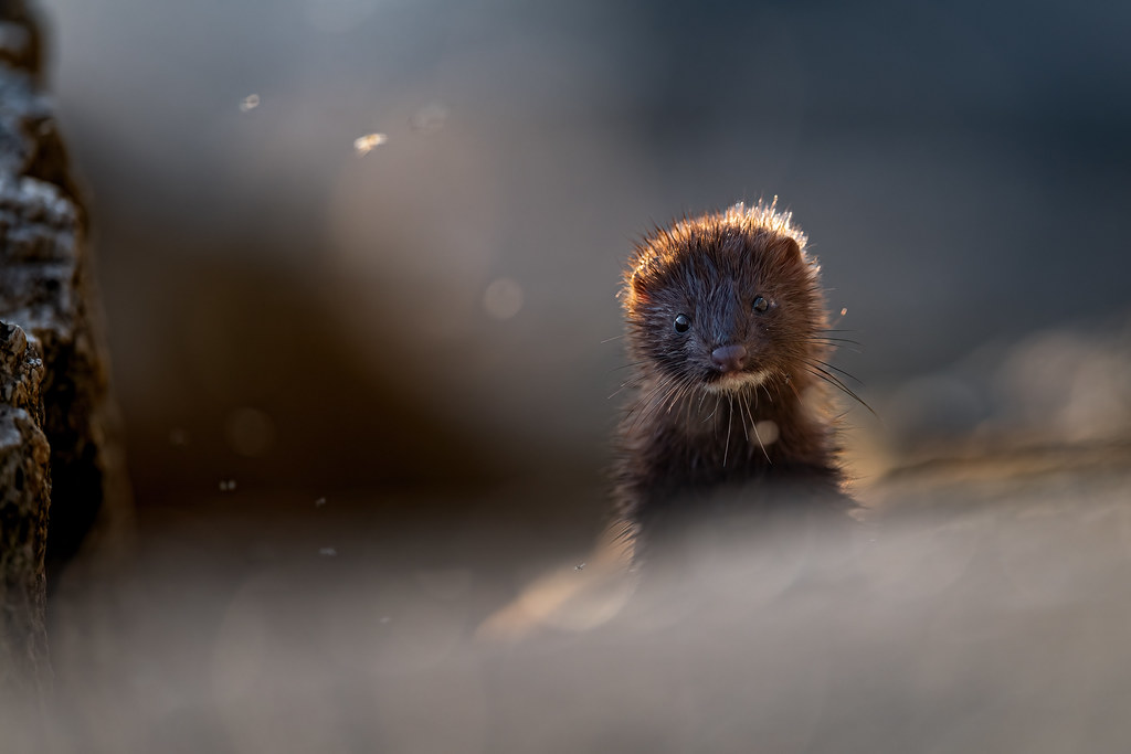 Mink Indiana Jason Jablonski Flickr