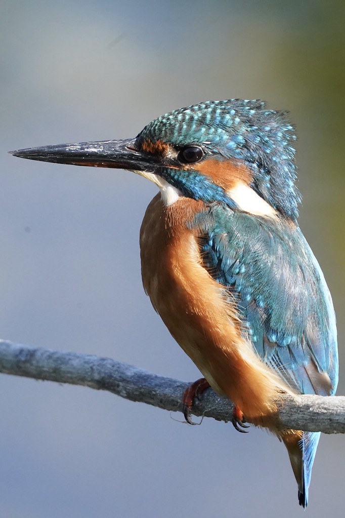 Iridescent electric blue bird Portrait Many thanks for a… Flickr