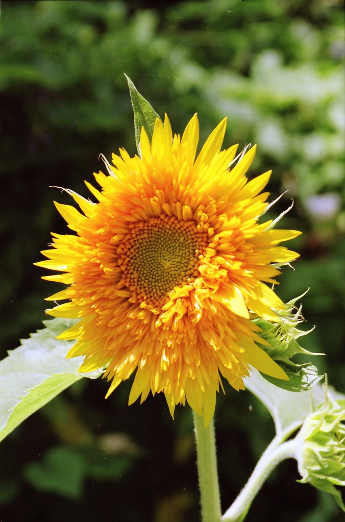 IMG_0163 (2) Karen Harrison Flickr