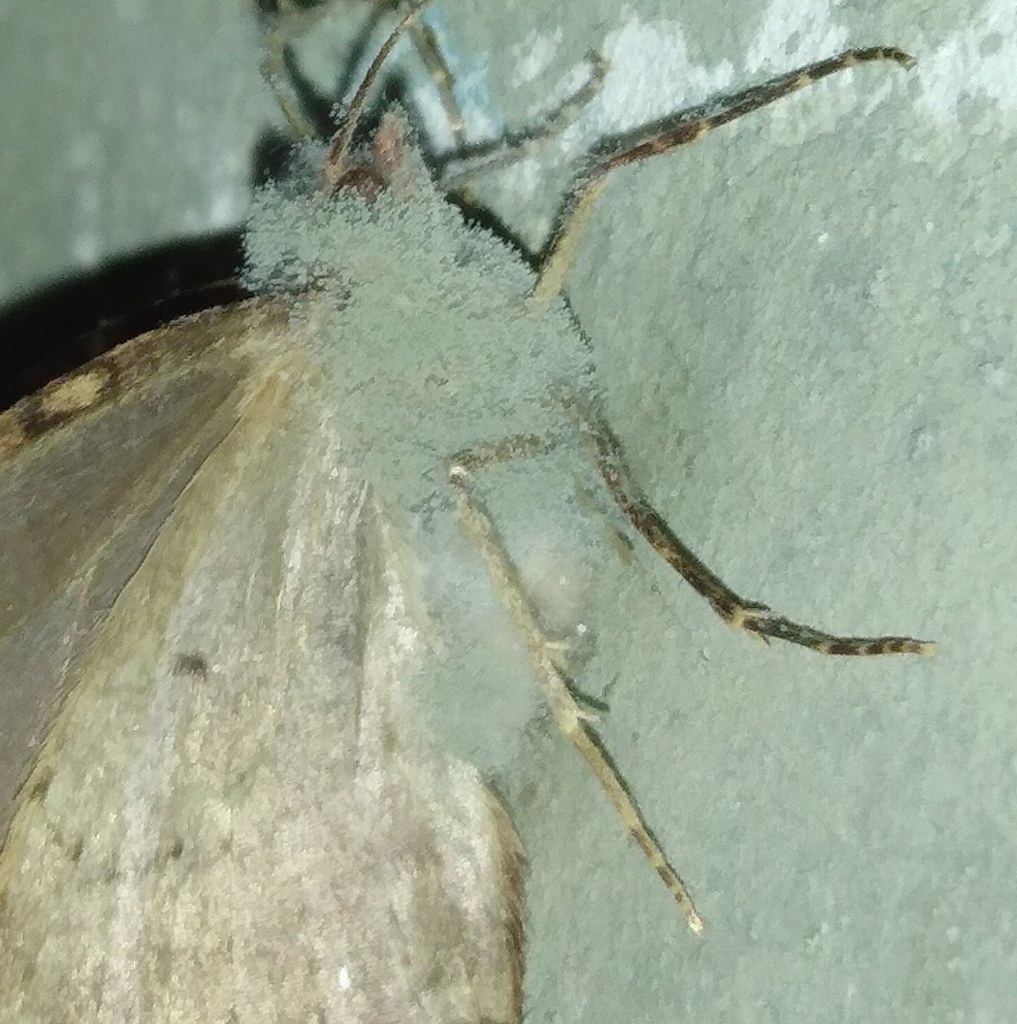 Moldy moth A dead Tissue moth (Triphosa haesitata) with mo… Flickr