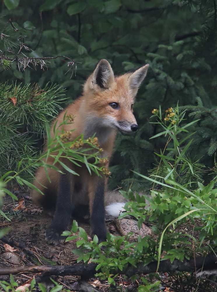 IMG_2111 Renardeau, Zec La Lièvre Josée Rousseau Flickr