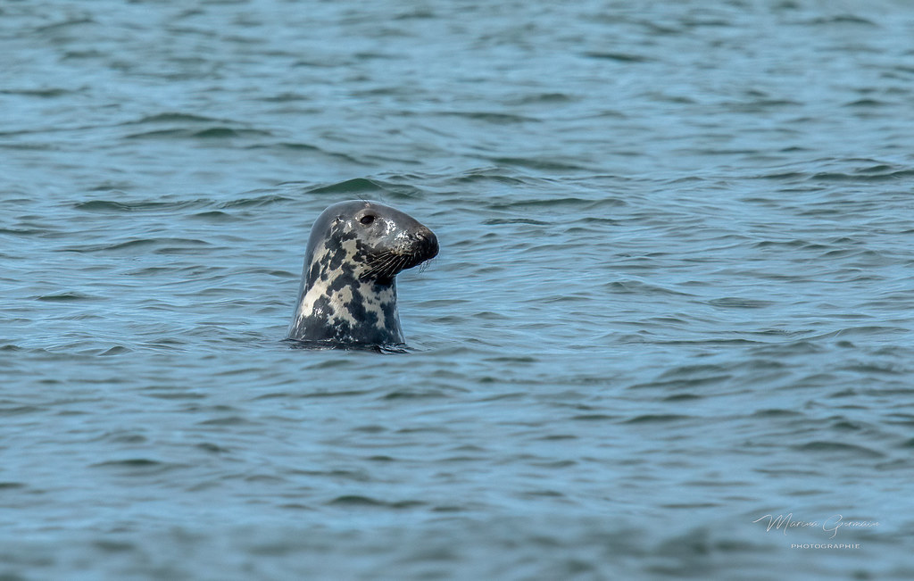 Loupmarin Seal DSC4354Modifier.jpg Marina Germain Flickr