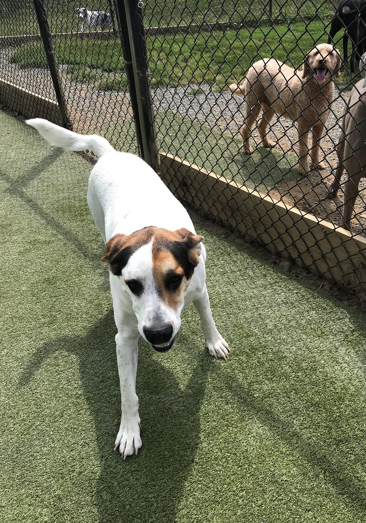 IMG_9316 Greenlin Lambs Gap Flickr