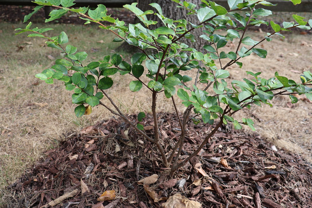 Winco_Exercise1 Close up of plant with a shutter speed of … Flickr
