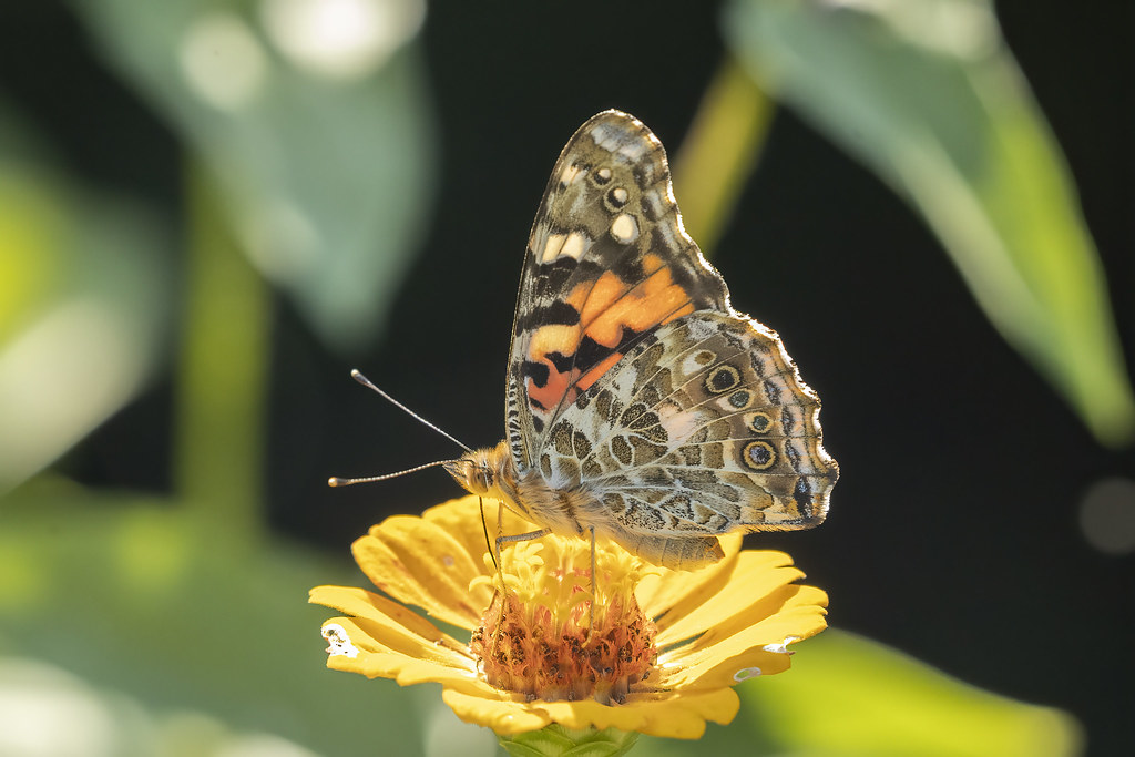 PAINTED LADY BUTTERFLY View in Original size www.flickr.c… Flickr