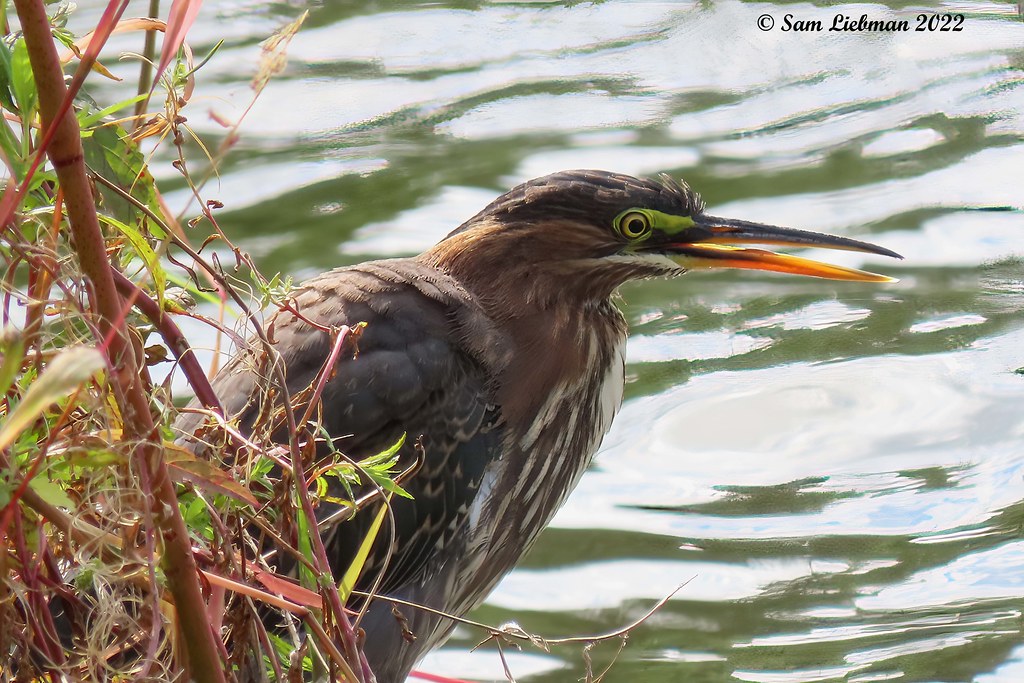 Green Heron Héron Vert 4159 (1)SharpenAIStandard copy Flickr
