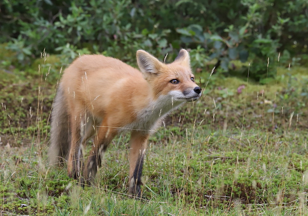 IMG_1968 Renardeau, Zec La Lièvre Josée Rousseau Flickr
