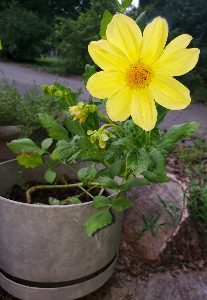 yellow flower in pot_191533 The brothers and sisters of th… Flickr