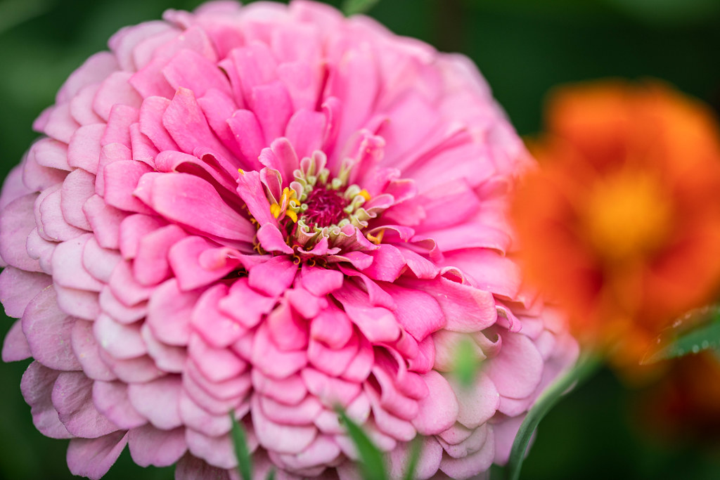 Zinnia Zinnia at BBG ( Beach Botanic Garden). Benah Flickr