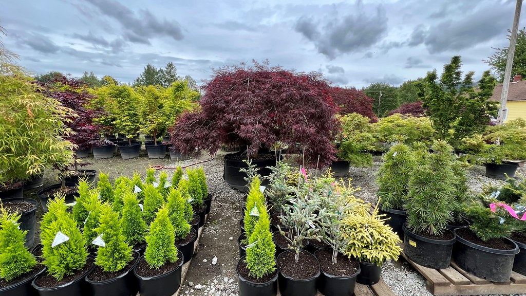 Carnation Nursery Lane Erickson Flickr