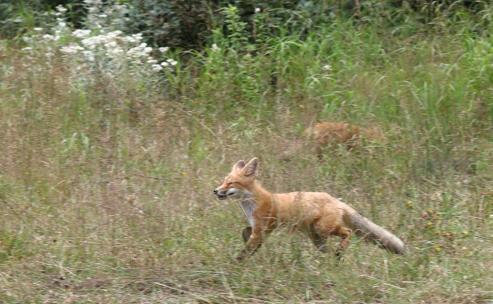 IMG_2036 Renardeaux, Zec La Lièvre Josée Rousseau Flickr