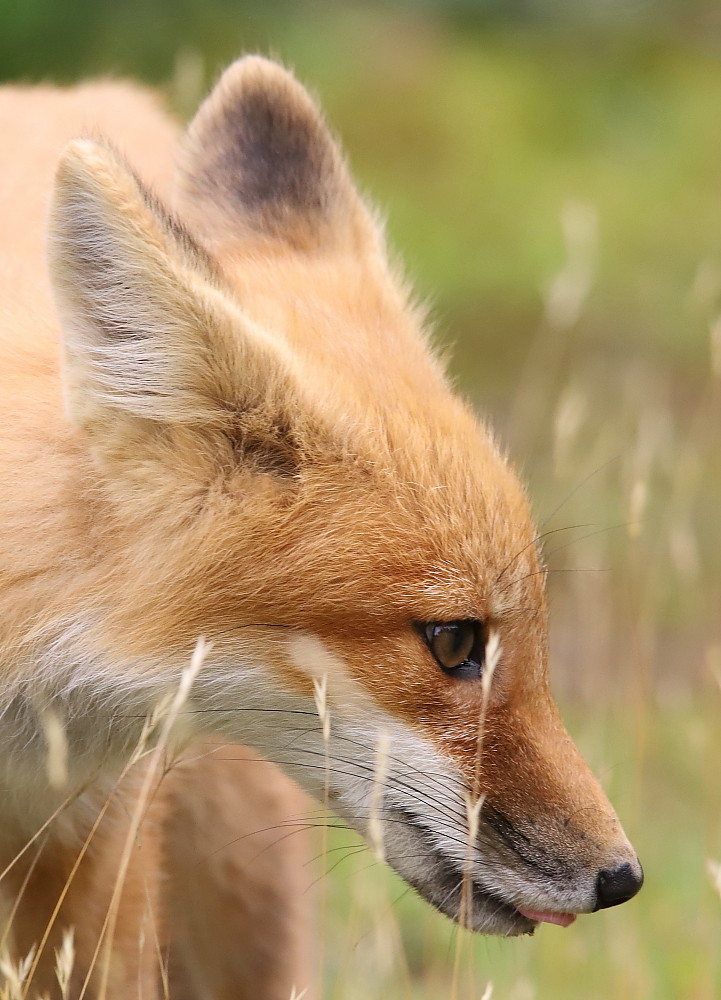 IMG_1817 Renardeau, ZEC La Lièvre Josée Rousseau Flickr