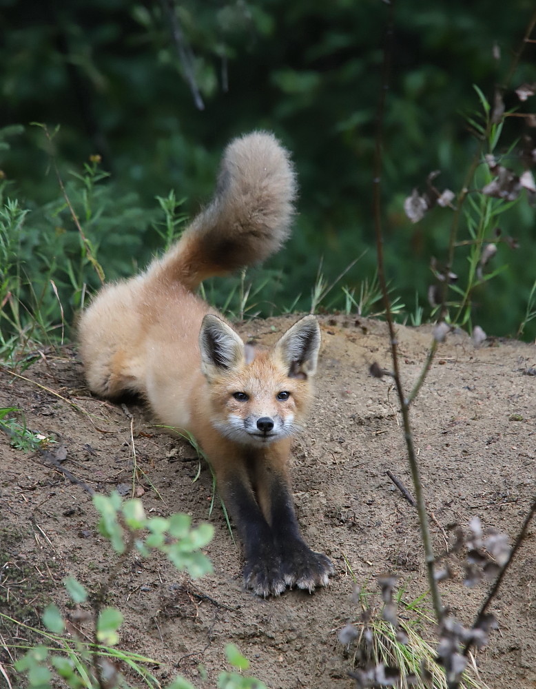 IMG_2104 Renardeau, ZEC La Lièvre Josée Rousseau Flickr