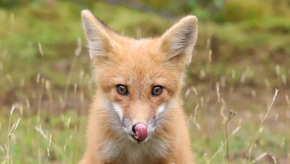 IMG_1829 Renardeau, ZEC La Lièvre Josée Rousseau Flickr