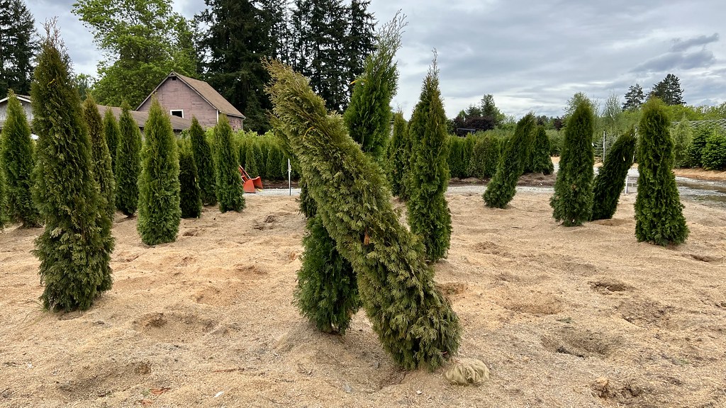 Carnation Nursery Lane Erickson Flickr