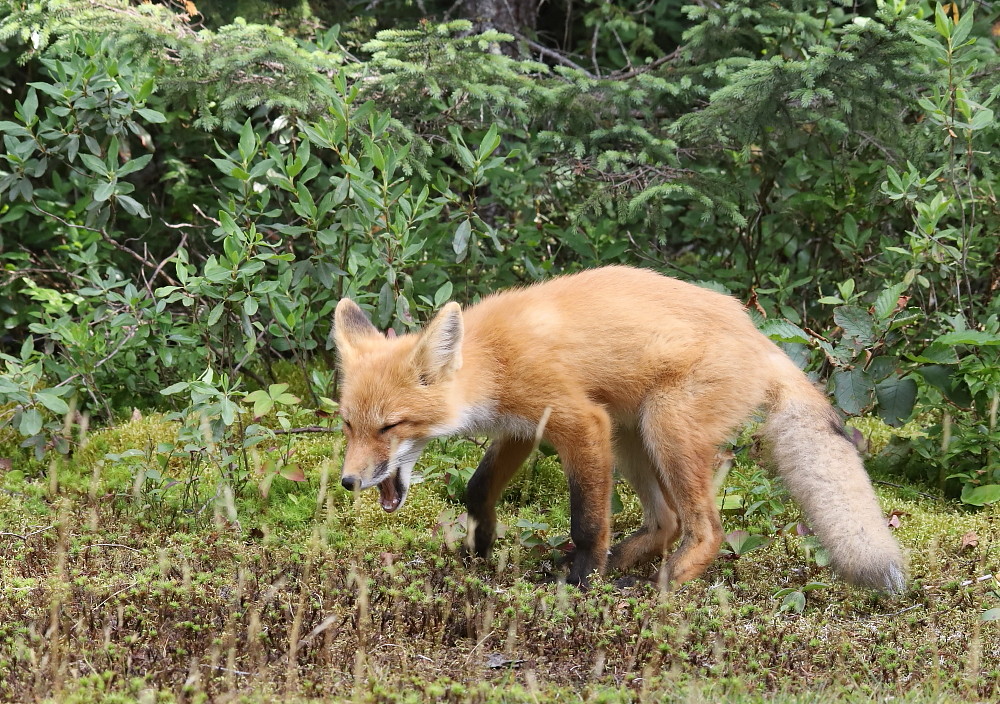IMG_1881 Renardeau, ZEC La Lièvre Aaaatchoum! Josée Rousseau Flickr