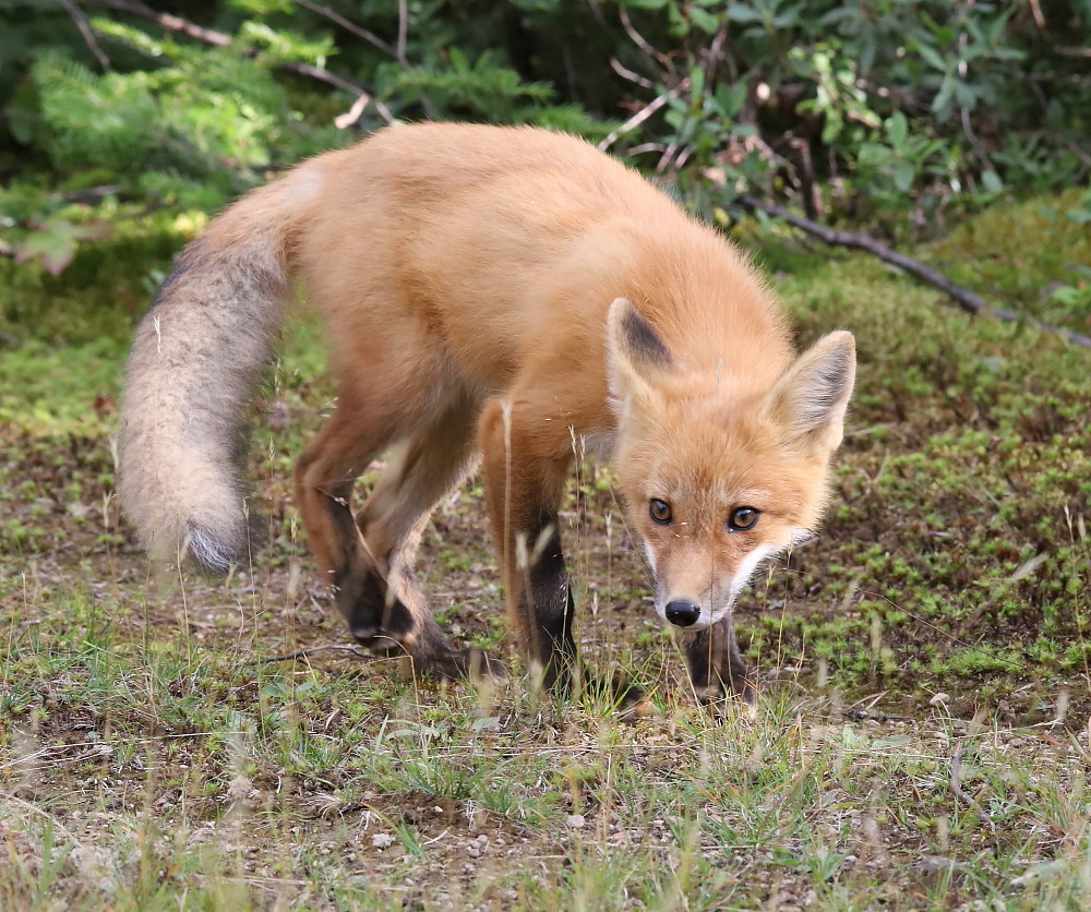 IMG_1958 Renardeau, Zec La Lièvre Josée Rousseau Flickr