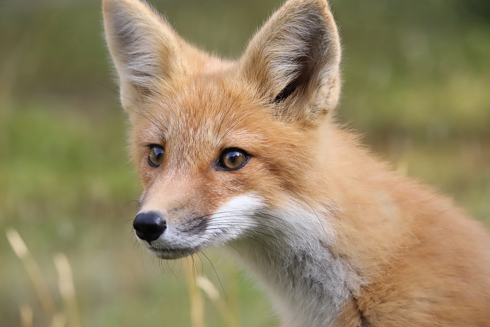 IMG_1984 Renardeau, Zec La Lièvre Josée Rousseau Flickr