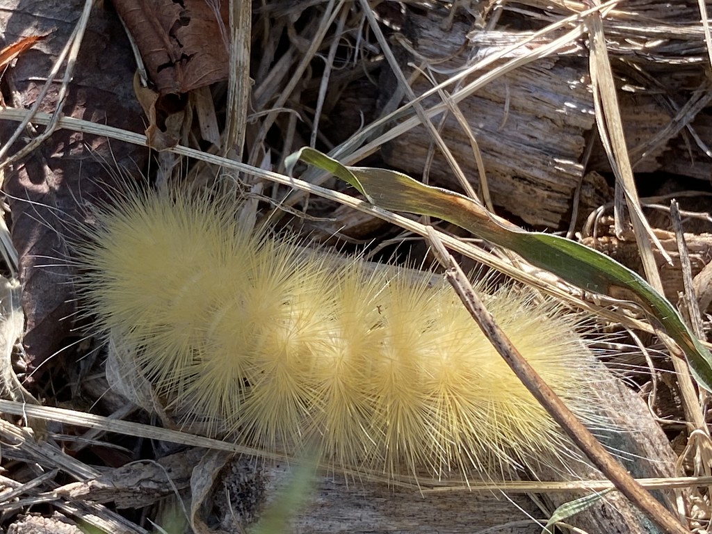 Lake Elkhorn Garden Plots, Columbia, Howard County, Maryl… Flickr