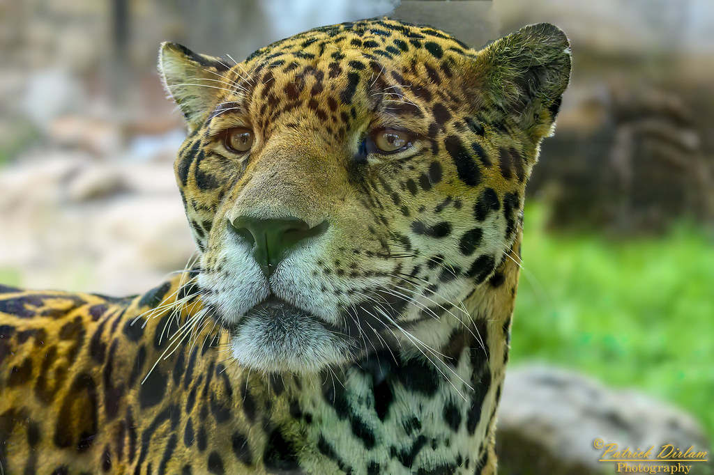Spotted Jaguar Bearizona traded their old Jaguar Bagheera … Flickr