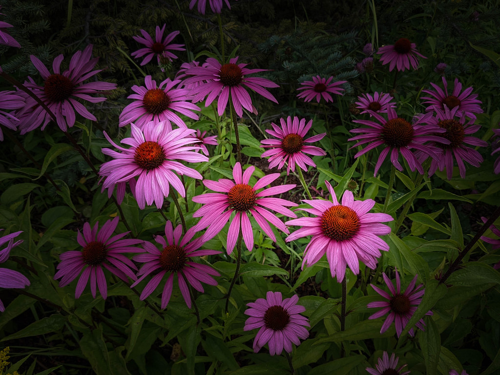 4 Cone Flowers lilnjn Flickr
