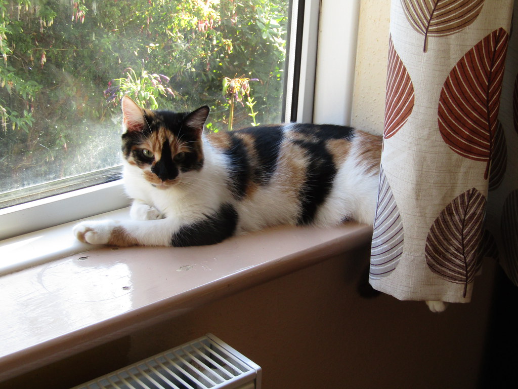 Chilli The cats are back to their normal cheeky selves. Th… Flickr