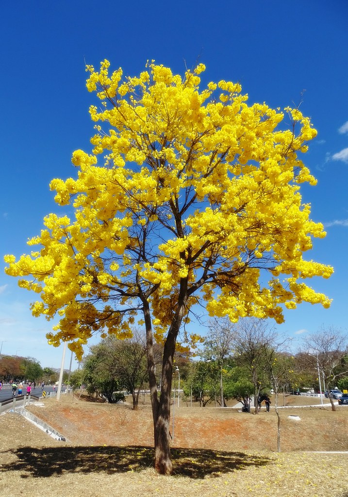 Golden trumpet tree Brasília, DF, Brazil Luiz Fernando Flickr