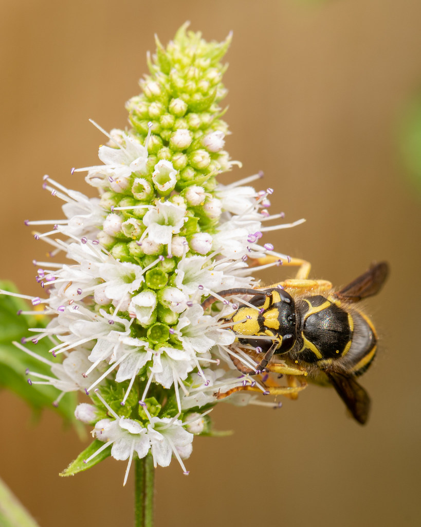 Yellowjacket on mint (1 of 3) Jim Nelson Flickr