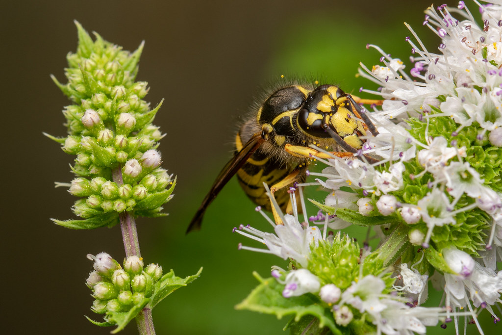 Yellowjacket on mint (2 of 3) Jim Nelson Flickr