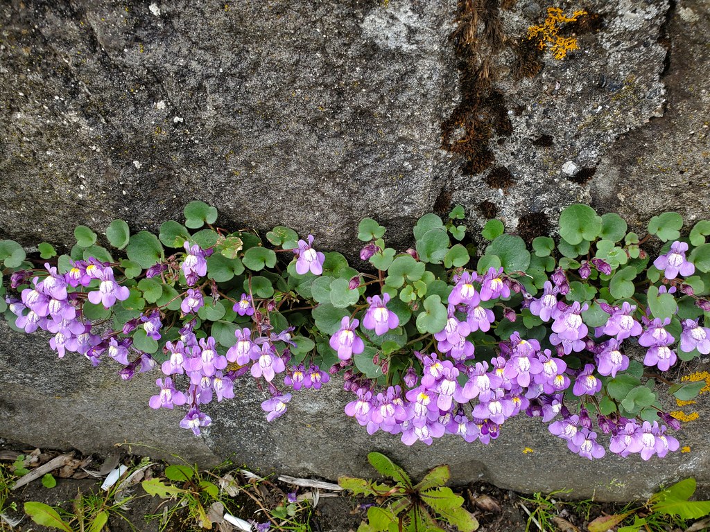 20220614 53 Iceland Reykjavík Hjómskálagarður Park flowers… Flickr
