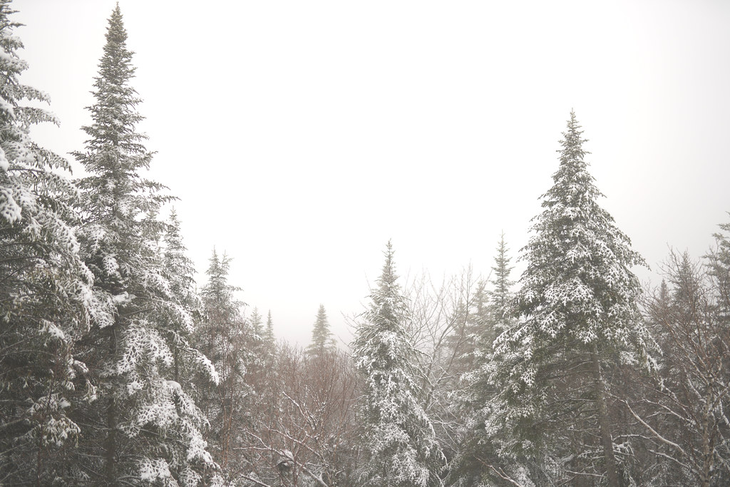 The Powerful Backstory of How Your Christmas Tree & Your Christmas