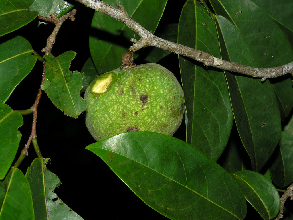 Annona amazonica R. E. Fr. Flickr