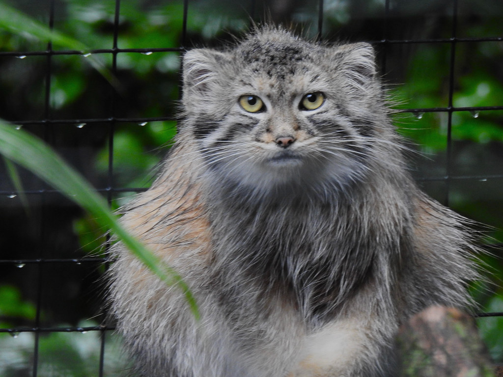 Pallas's Cat Smithsonian National Zoo Andrew King Flickr