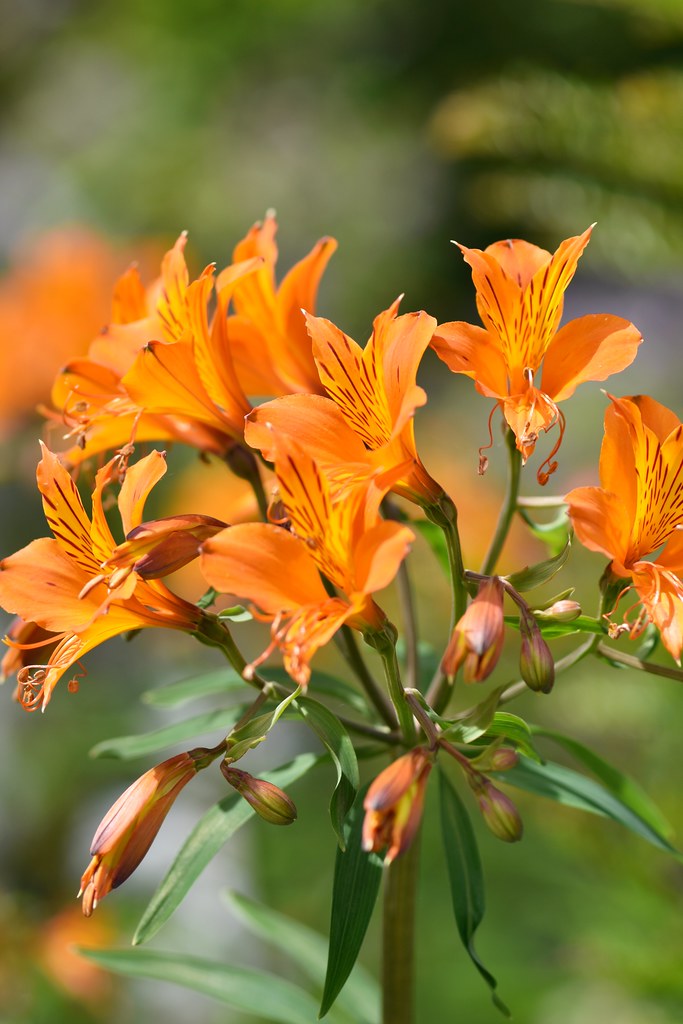 Hidcote June 2022 83 Lostash Flickr