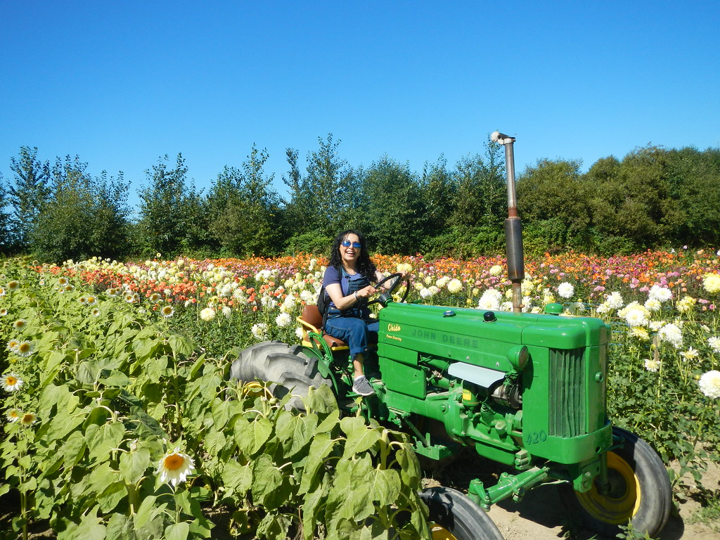 KGRF Sunflower festival, Richmond CANADA Gaby Rojas Flickr