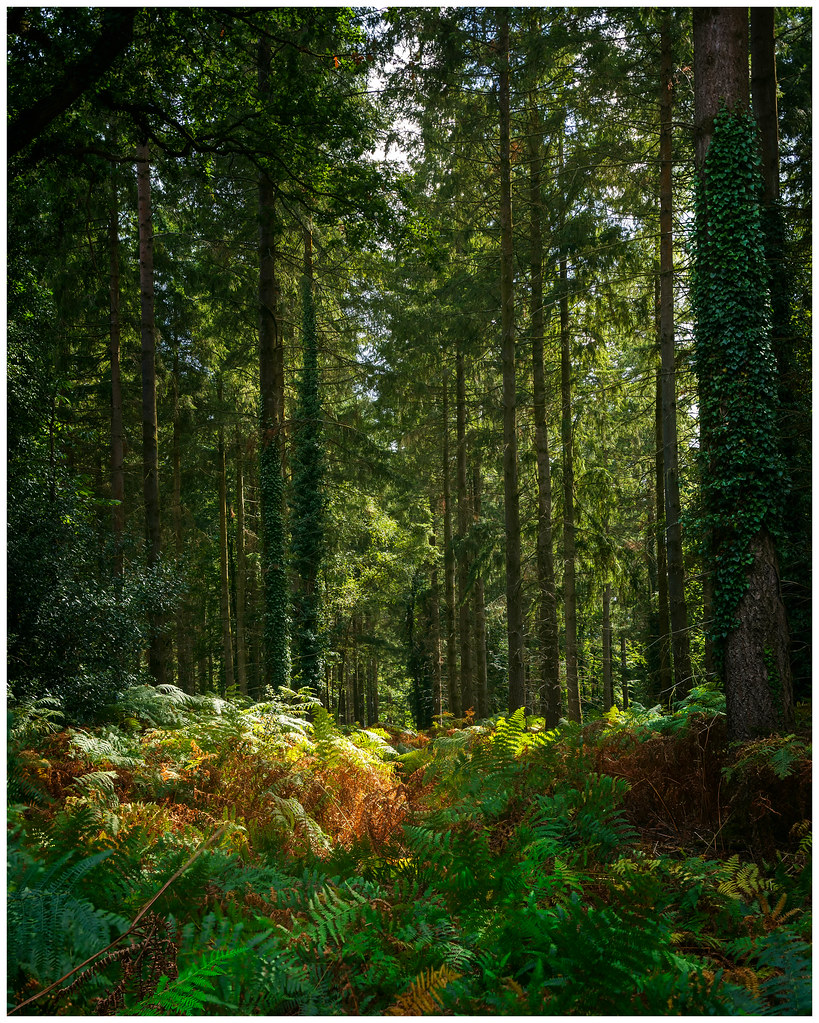 Woodgreen new Forest 2 john barton Flickr