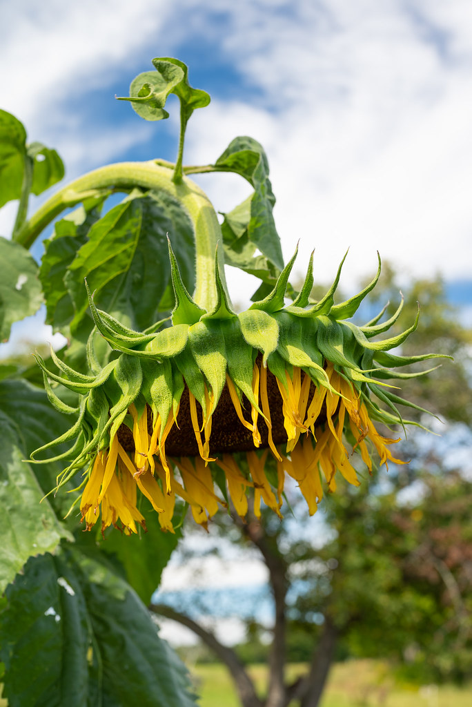 Sunflower Canterbury Shaker Village Canterbury, NH Brian
