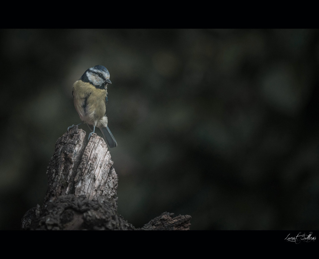 DSC04873Modifier2 Au jardin de ma mère guillerme laurent Flickr