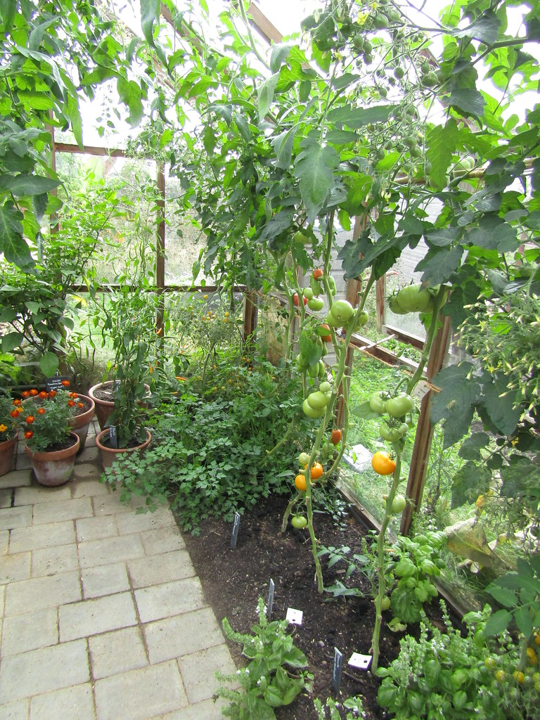 Tomatoes RHS Wisley Gardens near Ripley, Surrey. The autum… Flickr