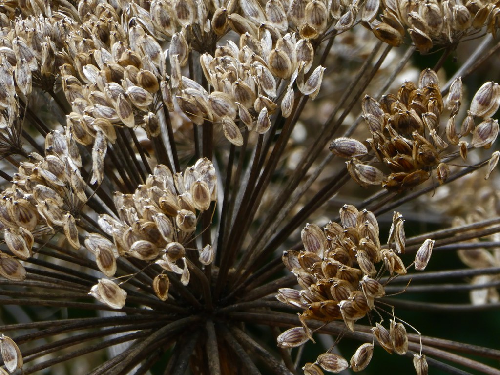 Giant Hogweed seeds marijke b. Flickr