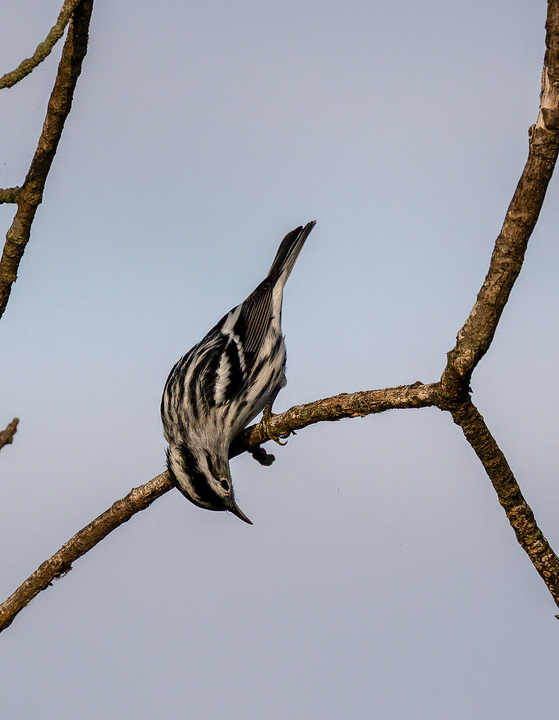 Blackandwhite Warbler Karl Fliris Flickr