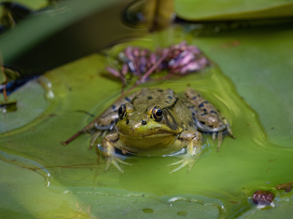 Frog Boothbay Maine lennycarl08 Flickr